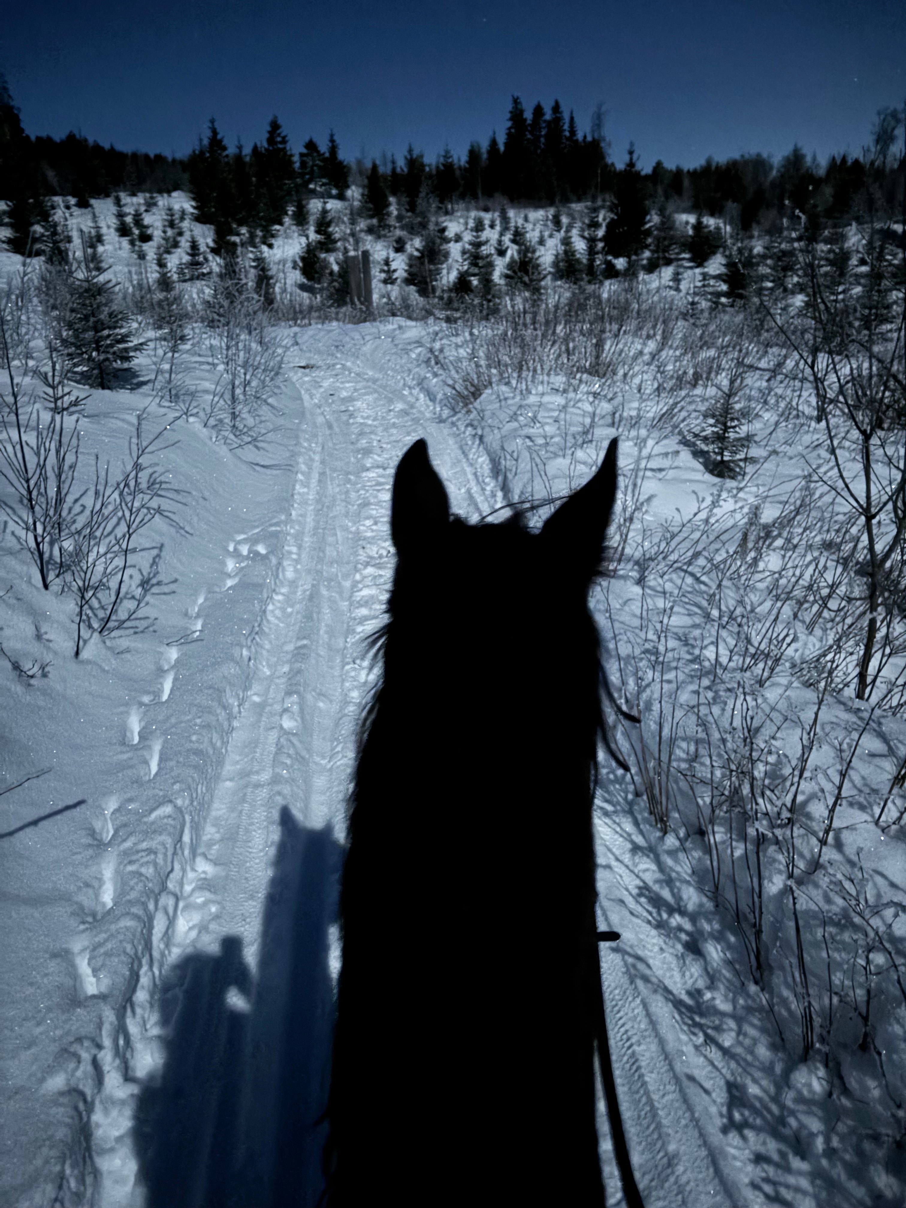 Årsmøte 2025